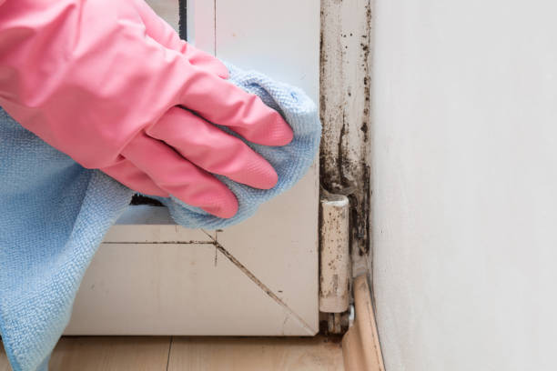 Best Mold Removal for HVAC Installations  in Marana, AZ